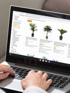 Woman online shopping buying palm trees on Amazon website, Where To Buy Palm Trees [29 Online Stores]