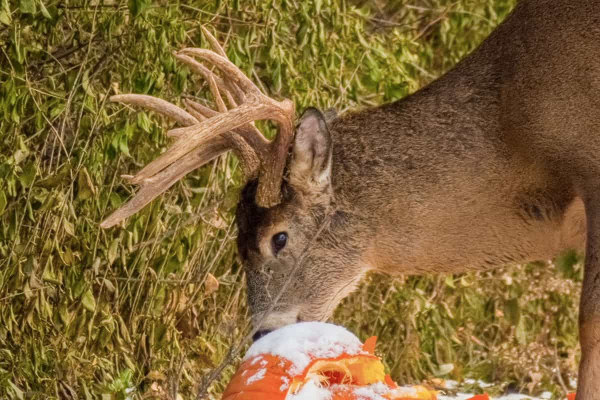 A deer eating pumpkin