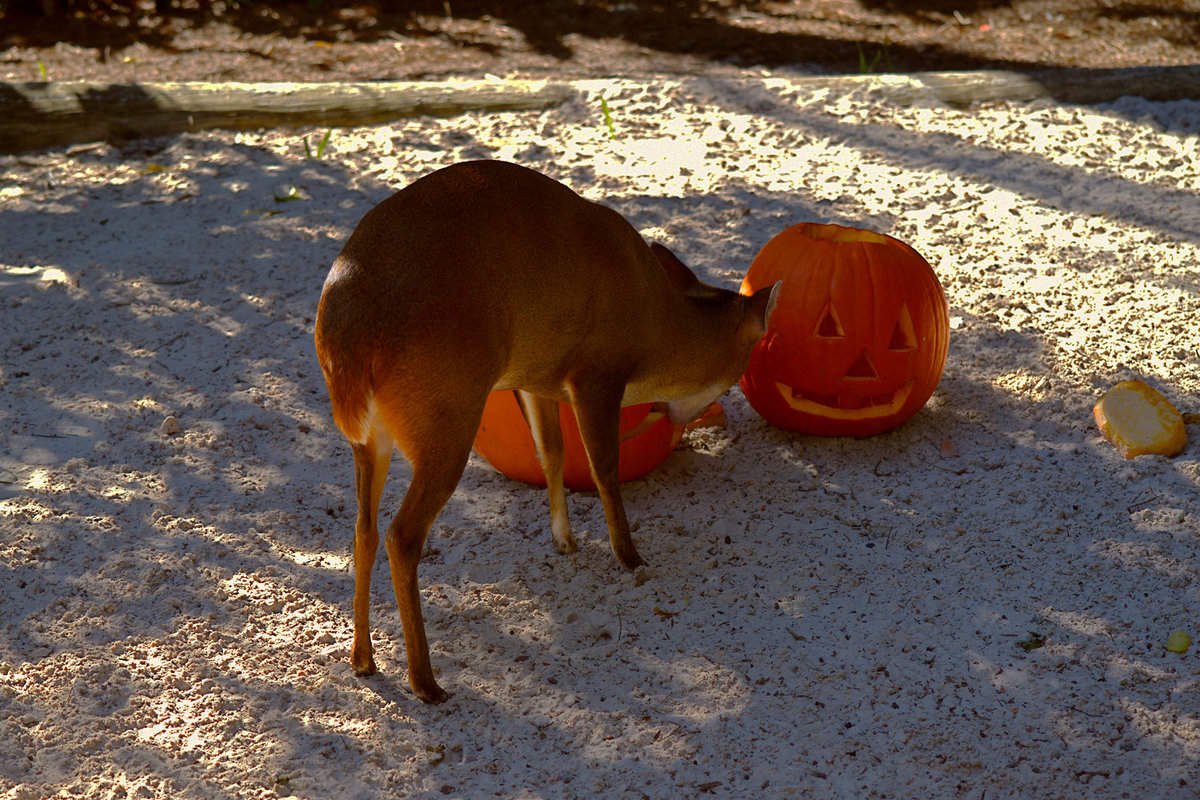 A deer eating pumpkin in the front yard