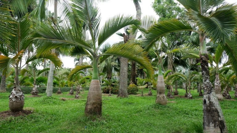 A garden filled with Royal palm tree, 8 Cat-Safe Indoor Trees You Can Keep At Home Without Harming Kitty
