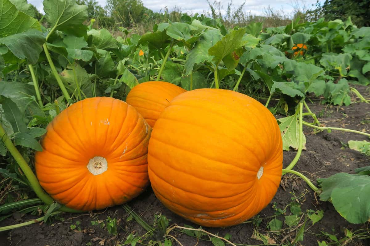 Three healthy and ready for harvest pumpkins