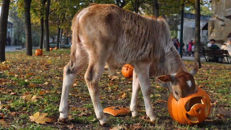 A deer eating pumpkins, Do Deer Eat Pumpkins or Pumpkin Plants? - 1600x900