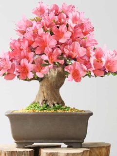 A beautiful Azalea bonsai tree on a square pot, 13 Best Plant and Gardening Gift Ideas For Your Girlfriend