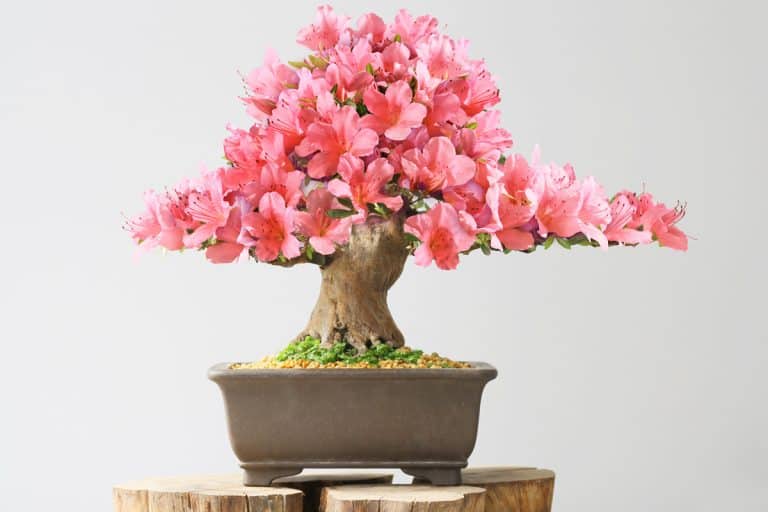 A beautiful Azalea bonsai tree on a square pot, 13 Best Plant and Gardening Gift Ideas For Your Girlfriend