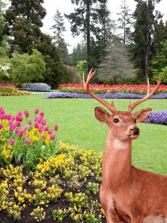 A beautiful landscaped garden of flowers with a deer in the background, How To Stop Deer From Eating My Flowers? [5 Proven Tactics]
