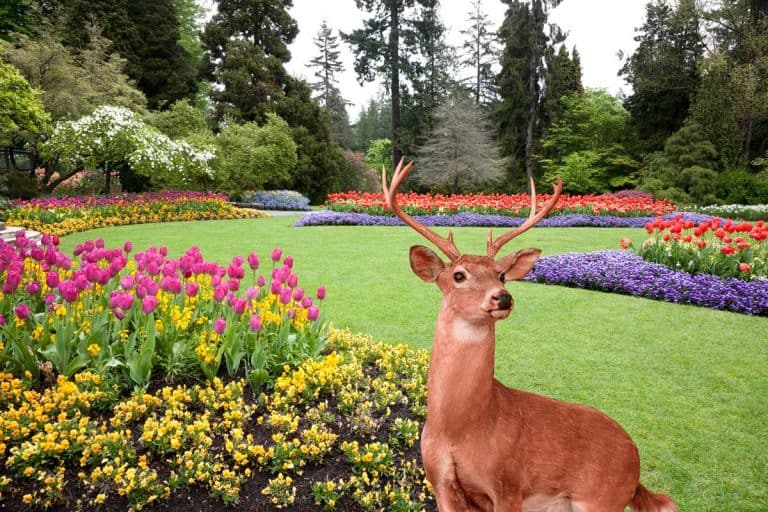 A beautiful landscaped garden of flowers with a deer in the background, How To Stop Deer From Eating My Flowers? [5 Proven Tactics]
