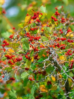 A close up photograph of a Japanese Holly, 13 Narrow Evergreen Shrubs For Gorgeous Landscaping