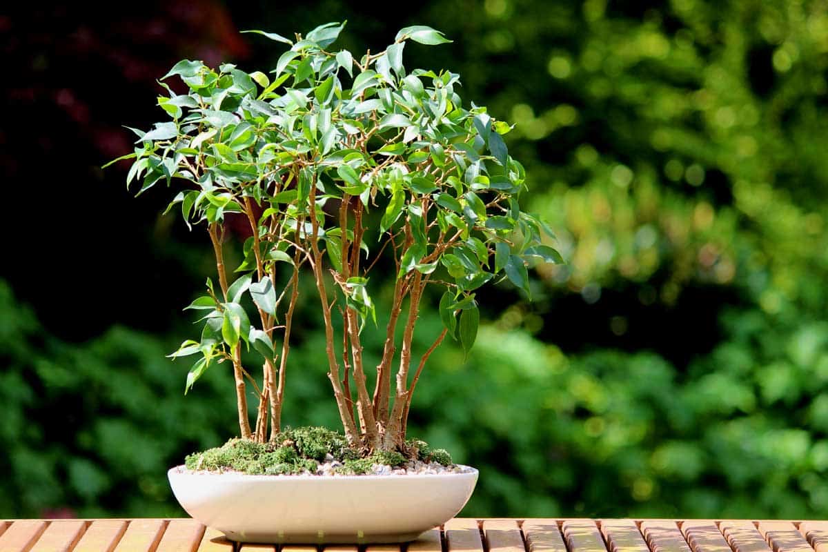 A small bonsai tree group of miniature weeping figs growing in a white glazed oval pot, 7 Indoor Trees With Small Leaves That You Can Grow