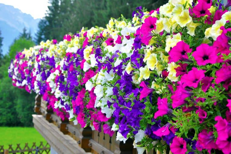 A wall with gorgeous hanging petunias flowers, 11 Indoor Hanging Plants with Flowers