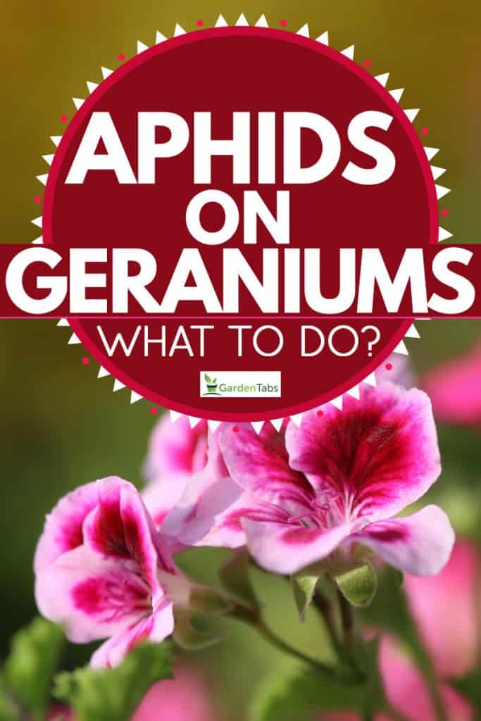 A close up photograph of a geranium flower, Aphids on Geraniums - What To Do?