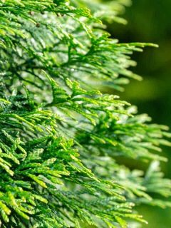 Close-up of green texture christmas leaves of Thuja occidentalis, 19 Fast Growing Shrubs For Screening Purposes