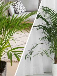 Collage of an areca palm and majesty palm inside a home, Areca Palm VS Majesty Palm: Which Is Right For You?