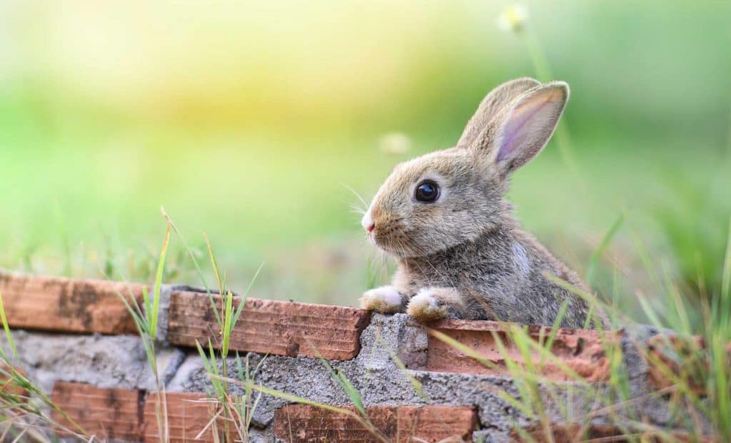 Cute rabbit sitting on brick wall and green field