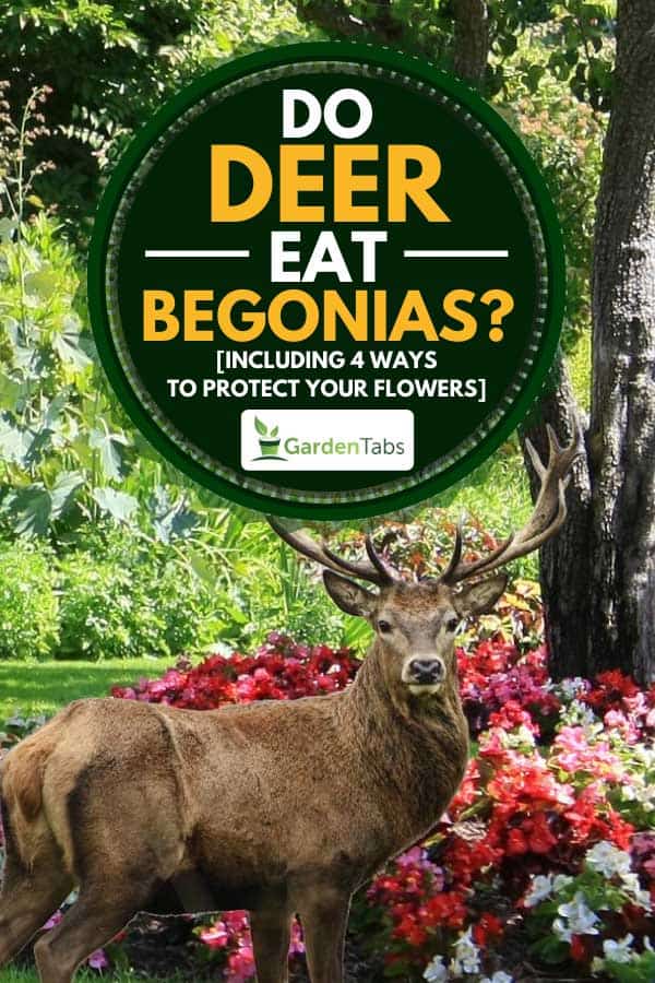 Garden of begonias with majestic red deer, Do Deer Eat Begonias? [Inc. 4 Ways to Protect Your Flowers]