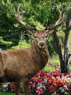 Park garden of begonias with majestic red deer, Do Deer Eat Begonias? [Inc. 4 Ways to Protect Your Flowers]
