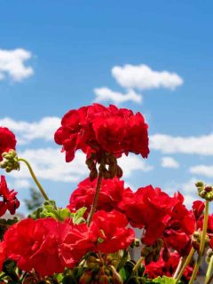 Stunning red geraniums against the blue sky, How Big Do Geraniums Grow? [by Type and Variety]