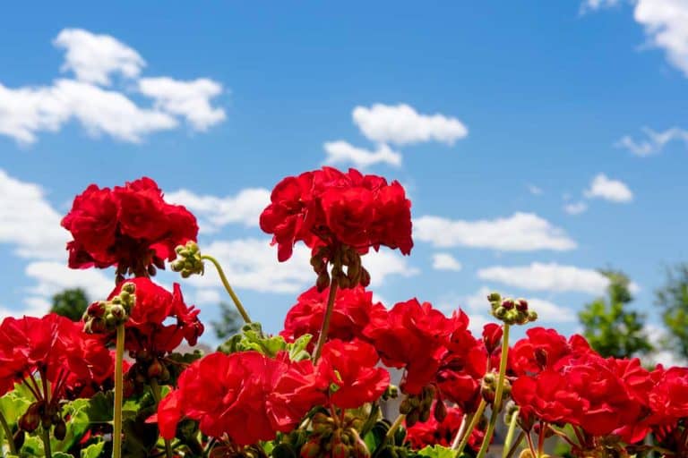 Stunning red geraniums against the blue sky, How Big Do Geraniums Grow? [by Type and Variety]