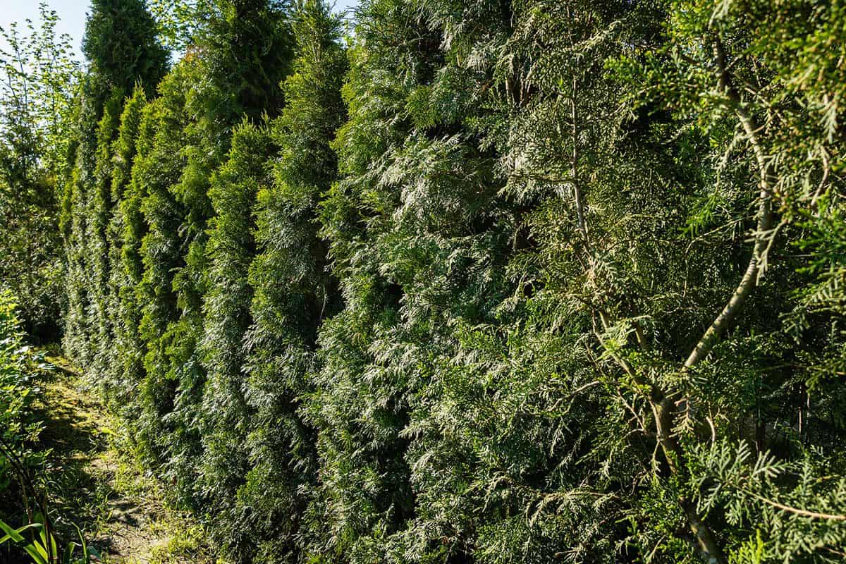 Thuja occidentalis smaragd hedge divides neighboring plots
