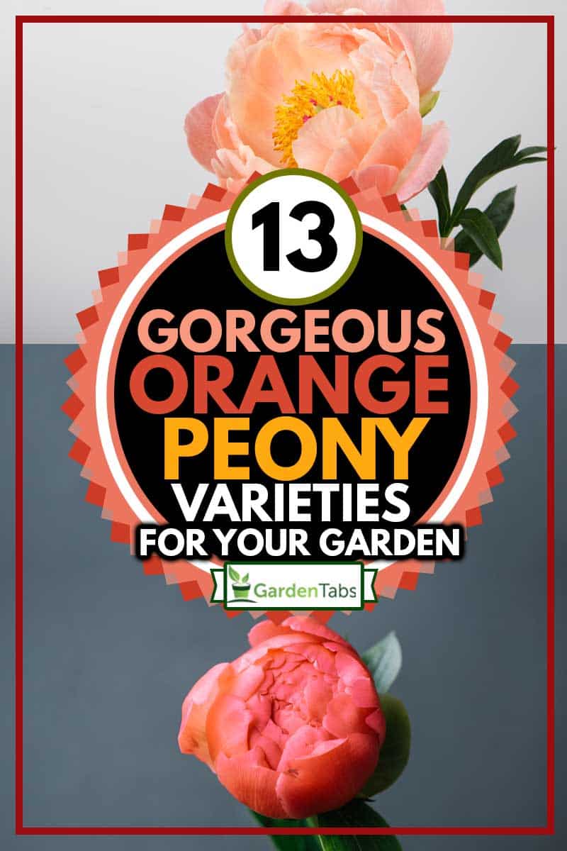 Beautiful coral orange single peony flower on the dark grey background, 13 Gorgeous Orange Peony Varieties For Your Garden