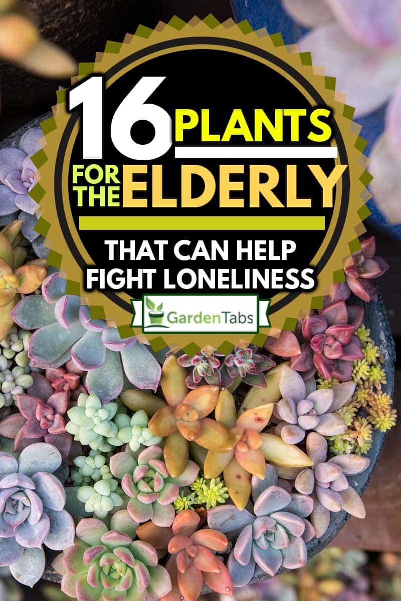 Miniature succulent plants in garden, 16 Plants For The Elderly That Can Help Fight Loneliness