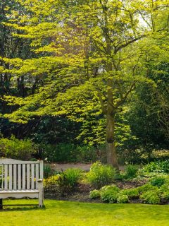 A big tree with other small shrubs on the ground with a two seater bench on the side, How To Remove A Tree From Your Yard? [5 Crucial Things to Consider]