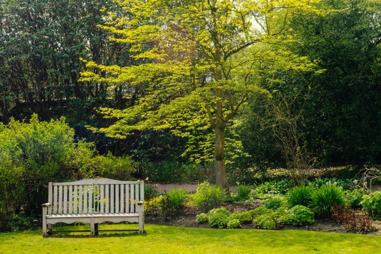 A big tree with other small shrubs on the ground with a two seater bench on the side, How To Remove A Tree From Your Yard? [5 Crucial Things to Consider]