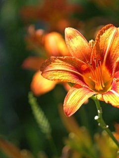 A close up photo of daylily on a sunny day, Do Deer Eat Daylilies? [And How To Prevent That]