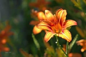 Read more about the article Do Deer Eat Daylilies? [And How To Prevent That]