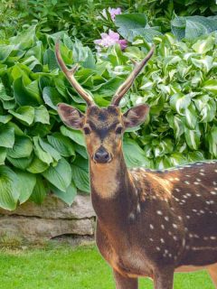 A deer standing with beautiful garden of hostas on the background, Do Deer Eat Hostas? [And How To Prevent It]