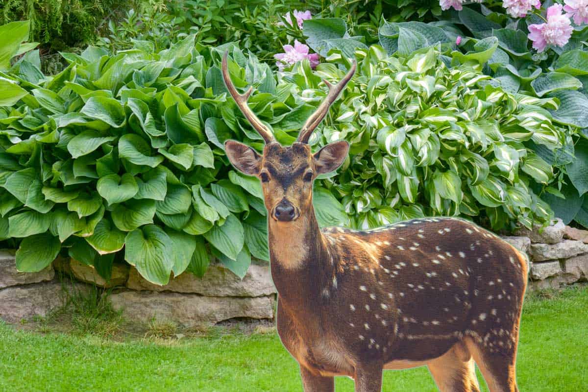 A deer standing with beautiful garden of hostas on the background, Do Deer Eat Hostas? [And How To Prevent It]