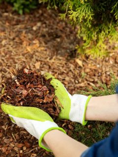 A man picking up mulch on the ground for his garden as fertilizer, Does Mulch Attract Termites? [And how to protect your home]