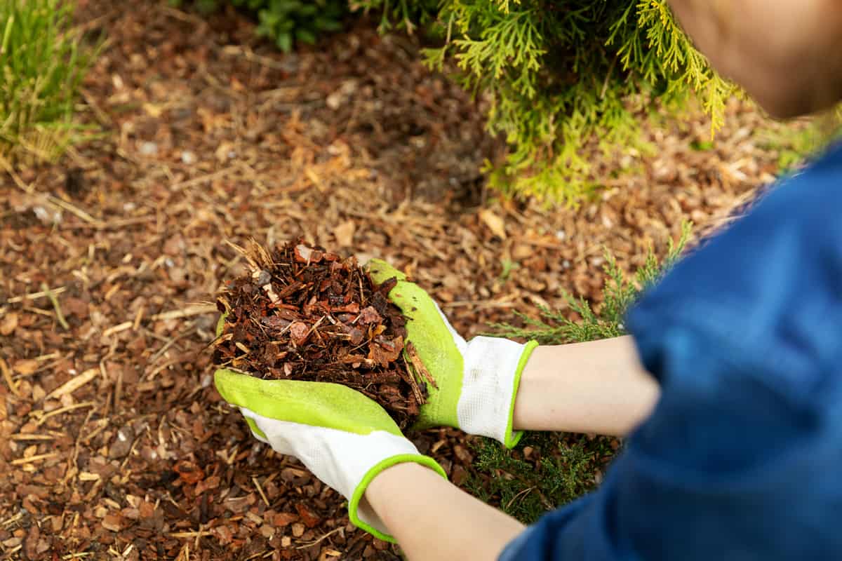 A man picking up mulch on the ground for his garden as fertilizer, Does Mulch Attract Termites? [And how to protect your home]