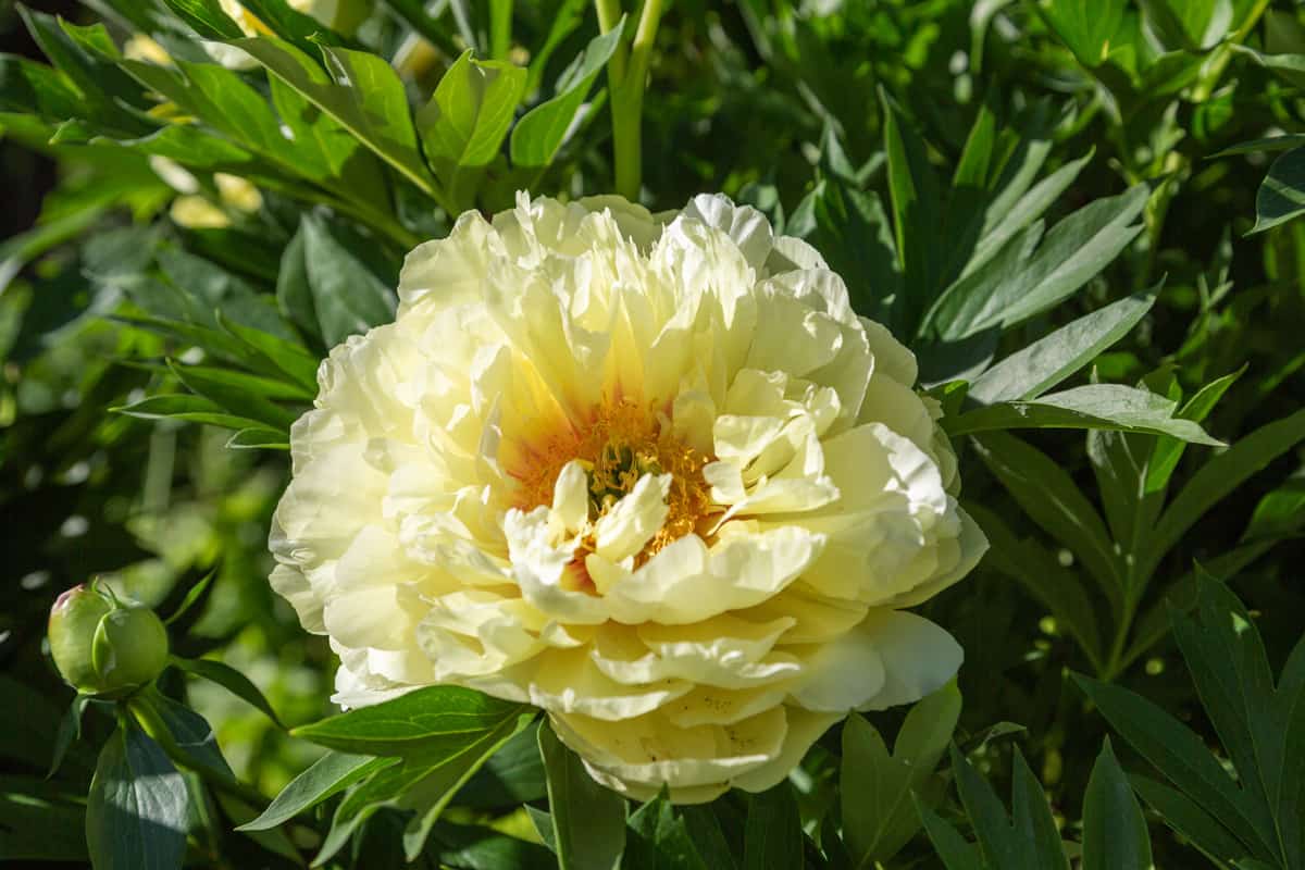 A yellow peony on a garden, Yellow Peonies Guide [15 Types Covered]