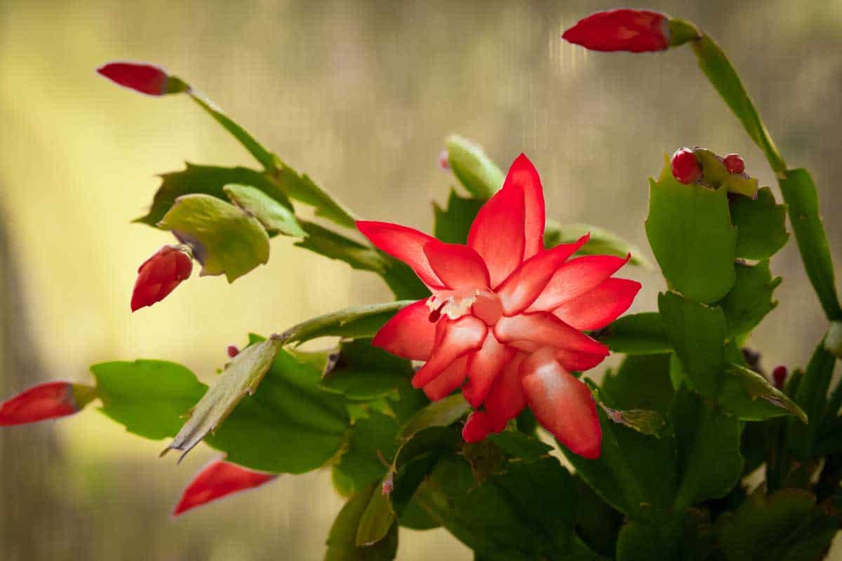 17 Indoor Winter Plants That Bloom with Gorgeous Flowers