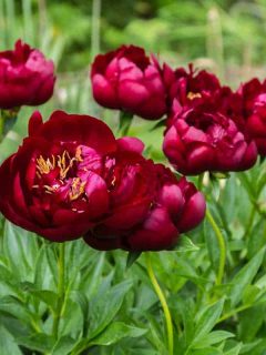 Herbaceous Peonies 'Buckeye Belle' in flower, 18 Red Peony Varieties You Should Know