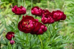 Read more about the article 18 Red Peony Varieties You Should Know