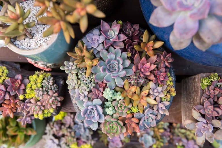 Miniature succulent plants in garden, 16 Plants For The Elderly That Can Help Fight Loneliness
