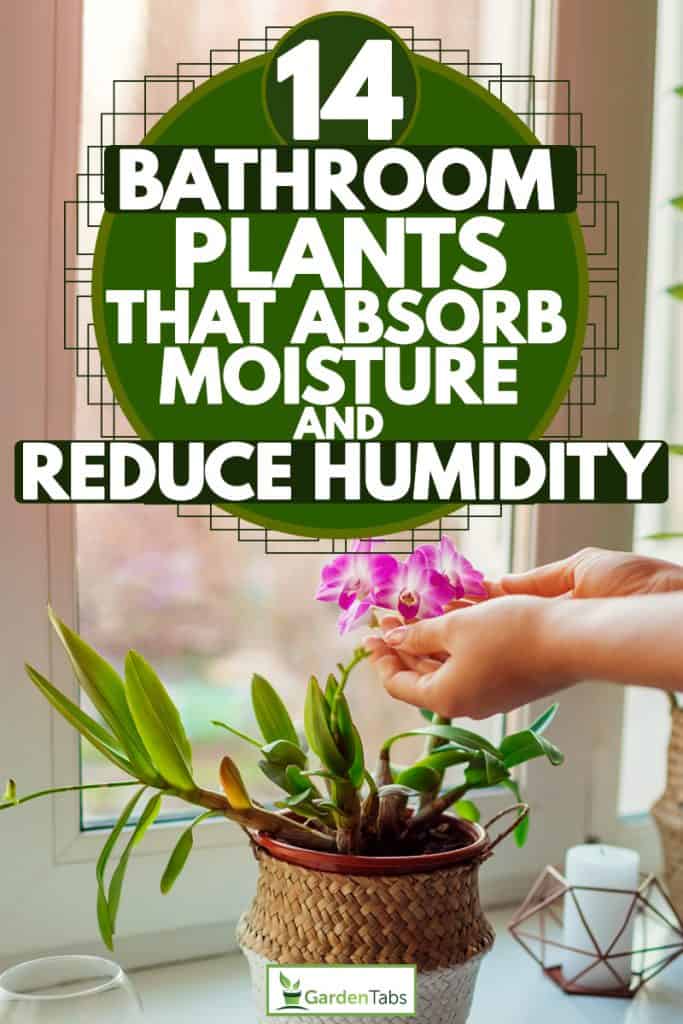 What indoor plants absorb humidity
