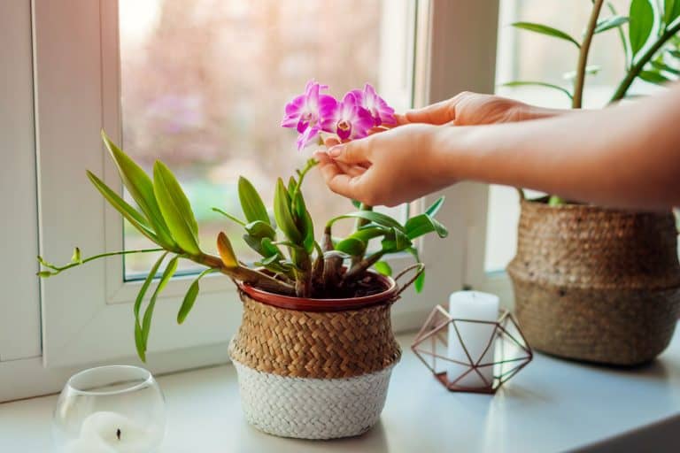 A woman holding an orchid plant on a woven pot placed near a window, 14 Bathroom Plants That Absorb Moisture And Reduce Humidity