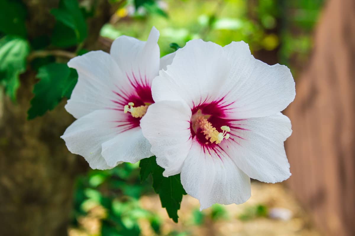 An upclose photo of a Hibiscus Syriacus flower with a gorgeous snow white petal and magenta color in the inner part of the flower, 30 Tall Thin Plants For Landscaping Your Garden or Backyard