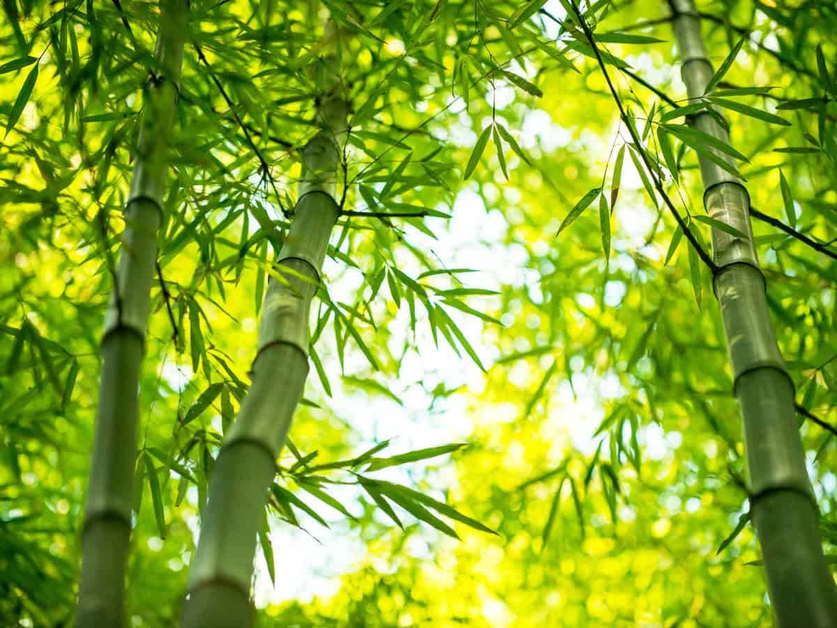 Bamboo branch in bamboo forest, beautiful green nature background