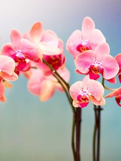 Beautiful and stunning image of a pink orchids,35 Stunning Pink Flowers For Your Garden