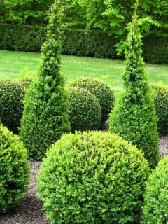 Beautiful garden with buxus balls and hedges, 17 Best privacy bushes and shrubs