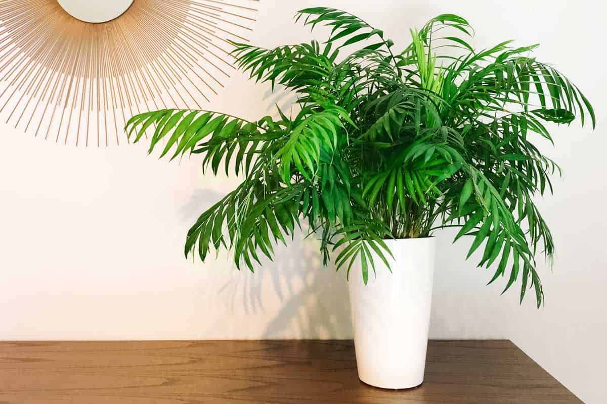 Decorative round mirror and parlor palm plant on a dresser, Potting Soil for Palm Trees: Here's What Kind To Get