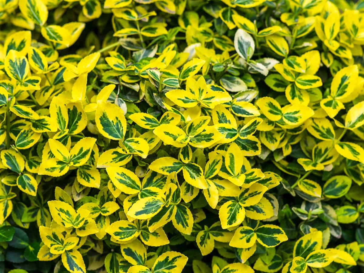 Euonymus fortunei emeralnd n gold cultivar leaves, yellow and green leaf, ornamental branches, foliage background