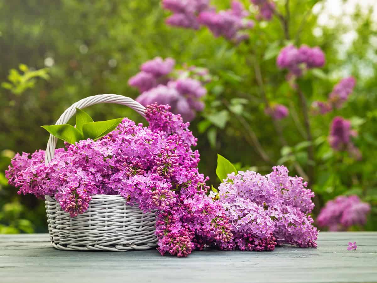 Freshly cut flowers of lilac. Lilac from the garden in wicker basket.