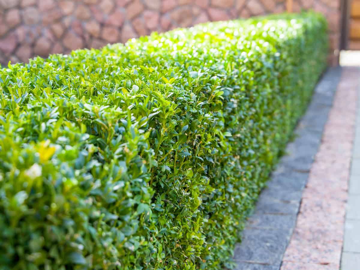 Green fence, boxwood trimmed. Landscaping Selective focus.