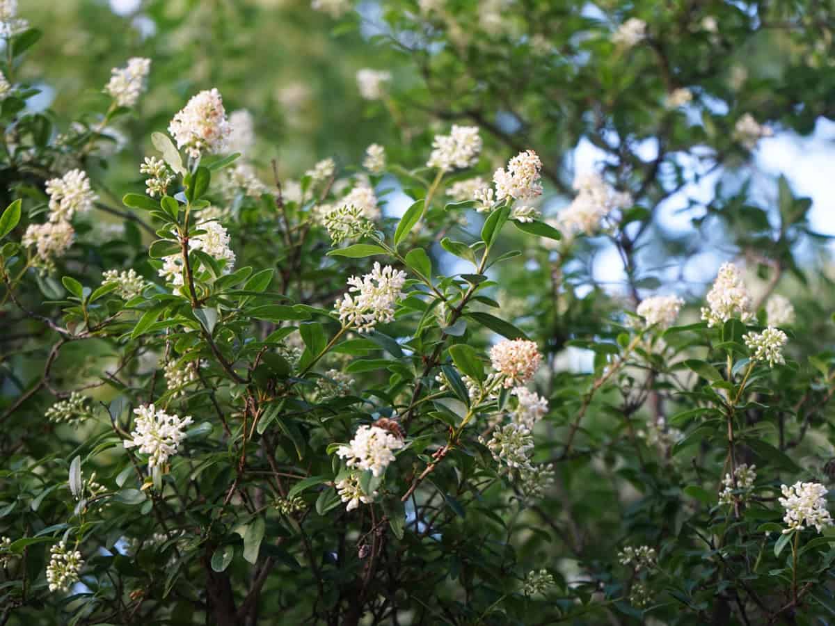 Ligustrum vulgare blooms in June. Ligustrum vulgare, wild privet, common privet or European privet, is a species of Ligustrum