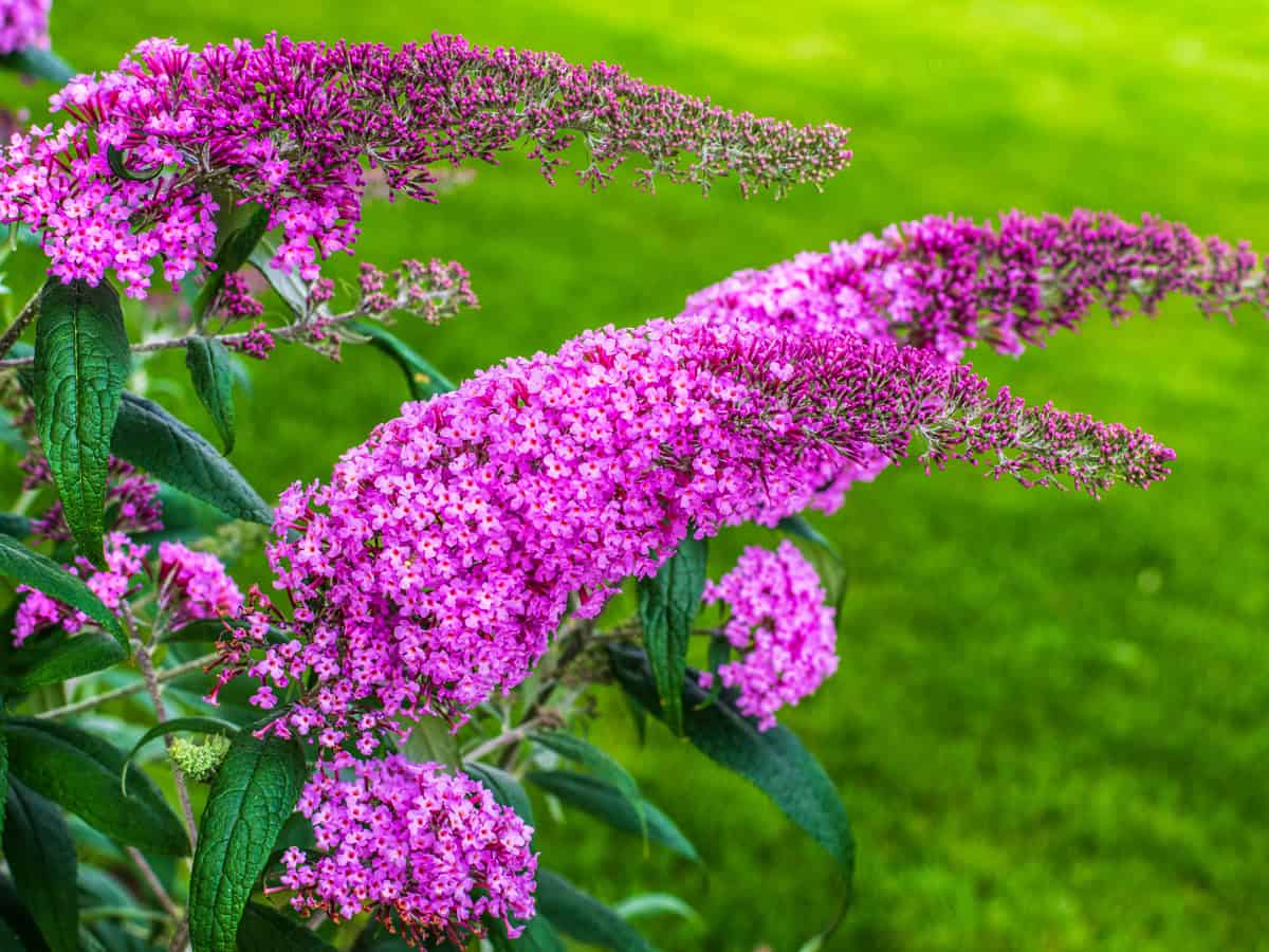 Summer lilac, butterfly-bush, or orange eye, is widely used as an ornamental plant.