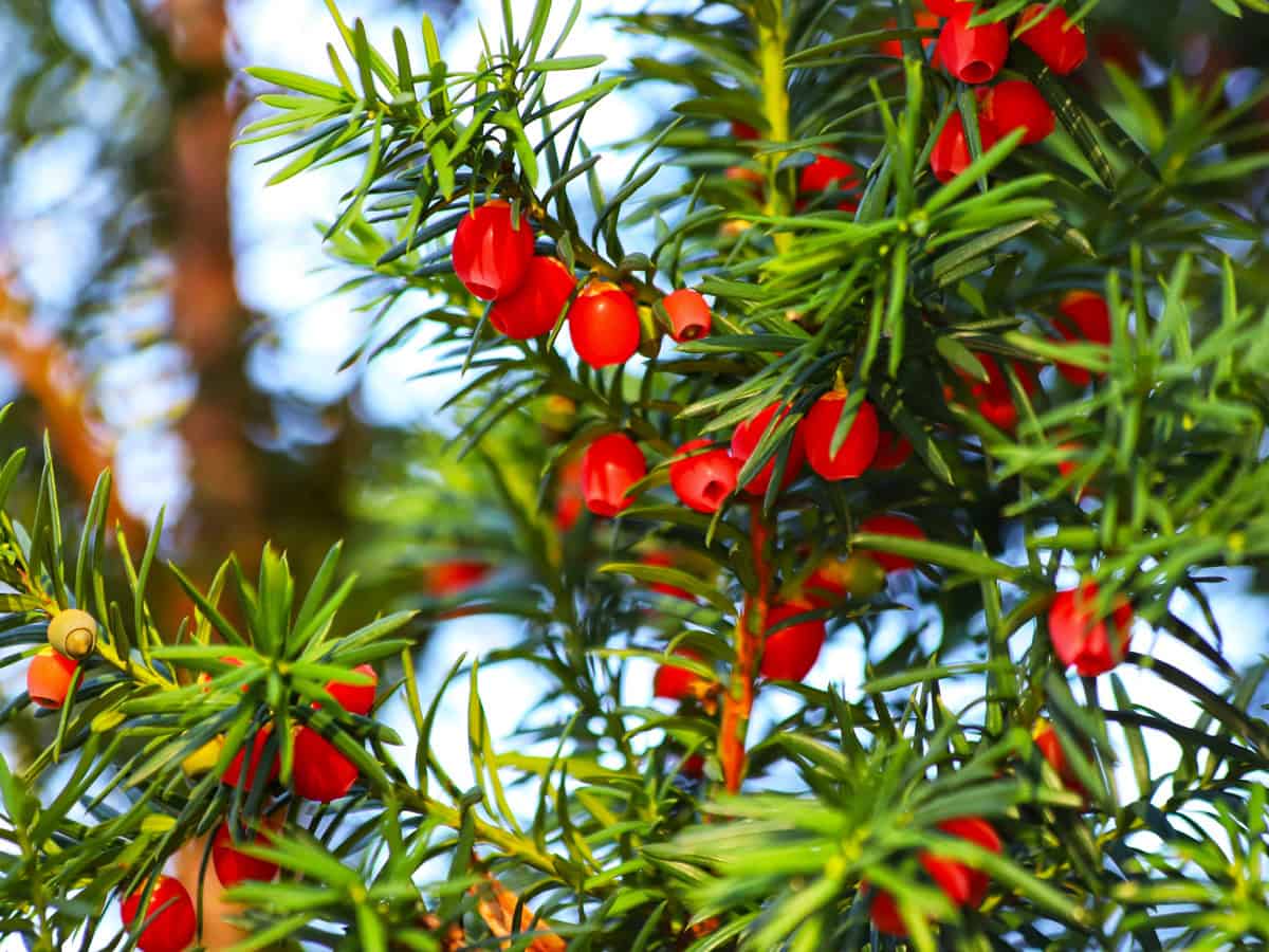 Taxus baccata, european yew. Conifer shrub with poisonous red berry.